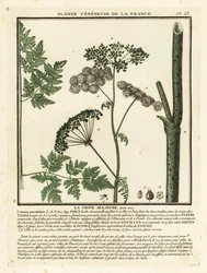 Gefleckter Schierling, Conium maculatum