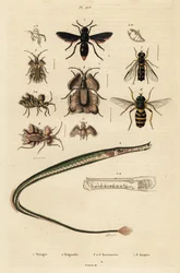 Töpferwespe, Seenadel, Goldene Eierwanze und Schwebfliege, 1834-1839