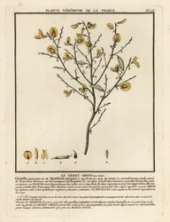 Purgier-Ginster, Cytisus purgans