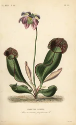 Purpurroter Schlauch