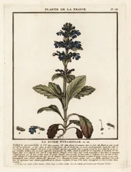 Pyramiden-Bugle, Ajuga pyramidalis