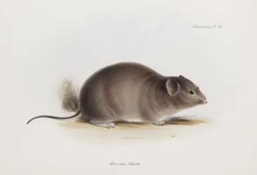 Ratte, ca. 1832-1836