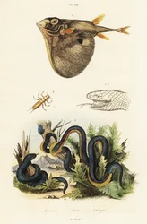 Rotbauch-Schwarzotter und Dreizahn-Kugelfisch