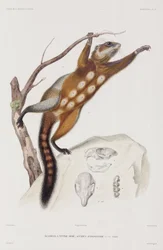Rotbauchhörnchen oder Mexikanisches Grauhörnchen