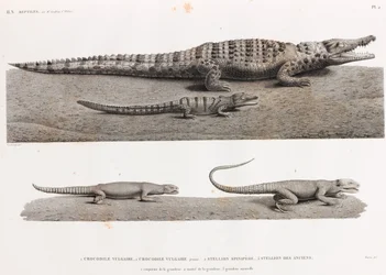 Reptilien: Krokodile und Stellions