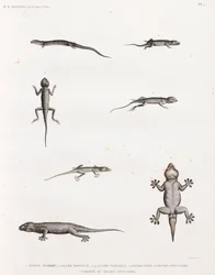 Reptilien: Eidechsen und Geckos