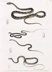 Reptilien: Serie von Schlangenillustrationen