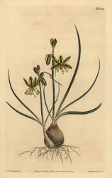 Riband-Albuca