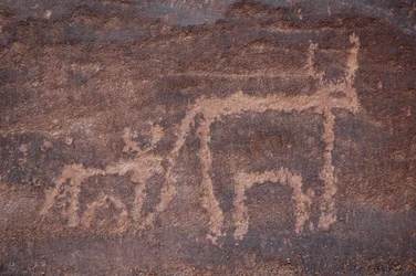 Felskunst, Vorgeschichte: Gravur einer Kuh und ihres Kalbes im Uweinat-Massiv, Ägypten. Zeitraum von 8000 bis 3000 v. Chr.