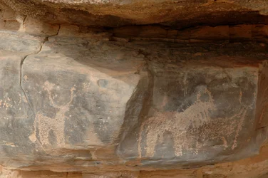 Felskunst, Vorgeschichte: Gravur von drei Rindern im Uweinat-Massiv, Sudan (Karkur-Talh oder Karkur Talh). Zeitraum von 8000 bis 3000 Jahre v. Chr. Fotografie