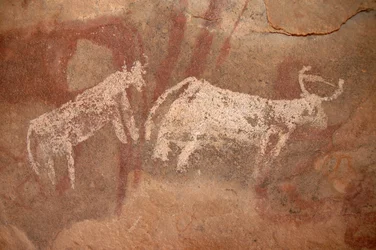 Felskunst, Vorgeschichte: Felsmalerei von weißen und zweifarbigen Rindern in einem verzierten Schutzraum im Uweinat-Massiv, Sudan (Karkur-Talh oder Karkur Talh). Zeitraum von 8000 bis 3000 v. Chr. Fotografie