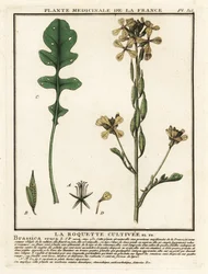 Rauke, Eruca vesicaria