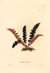 Mauerraute, Ceterach officinarum (Grammitis ceterach). Handkolorierter Kupferstich von George Cooke nach George Loddiges aus Conrad Loddiges