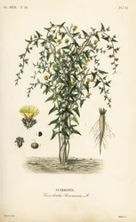 Skammonie, Convolvulus scammonia, Scammonee