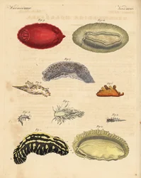Meeresnacktschnecken: Phyllidia varicosa 1,2, Tergipes limacina 3,4, Aeolidia papillosa 5, Scyllaea pelagica 6, Tritonia hombergii 7, Polycera quadrilineata 8 und Platydoris argo 9,10. Handkolorierter Kupferstich aus Friedrich Johann Bertuch