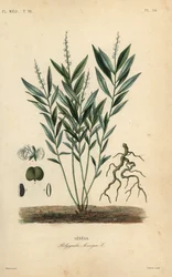 Senega-Schlangenwurzel, Polygala senega