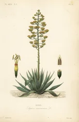 Jahrhundertpflanze, Agave americana