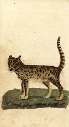 Serval, Leptailurus serval