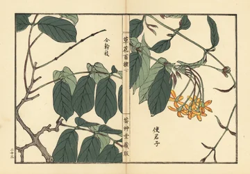 Shikunshi, Chinesischer Geißblatt oder Rangoon-Kriecher, Combretum indicum (aus Kusa Bana Hyakushu)