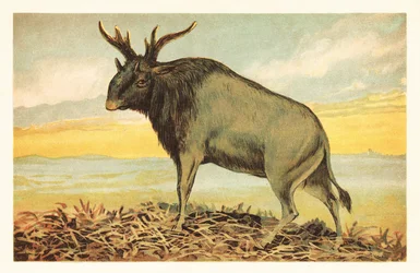Shivas Bestie, Sivatherium giganteum. 1908 (Lithografie)
