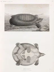 Seiten- und Unteransicht einer Schildkröte