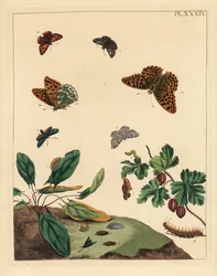 Kaisermantel, Argynnis paphia, und andere. Handkolorierte Lithographie