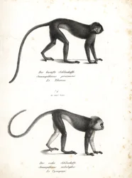 Silberner Lutung, Trachypithecus cristatus (Semnopithecus pruinosus) und Sumatra-Surili, Presbytis melalophos (Semnopithecus melalophos) gefährdet. Lithographie von Karl Joseph Brodtmann aus Heinrich Rudolf Schinz