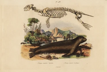 Skelett der Kegelrobbe, Phoca vitulina 1, und Australischer Seelöwe, Neophoca cinerea 2
