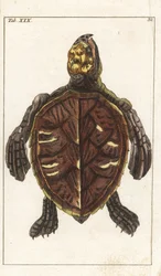 Schnappschildkröte oder Schuppenschildkröte - Starkes Wasser von Gottlieb Tobias Wilhelm (1758-1811), aus Enzyklopädie der Naturgeschichte: Amphibien