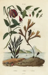 Schachbrettblume, Fritillaria meleagris 1, Kolibrifuchsie, Fuchsia magellanica 2, gezähneter Blasentang, Fucus serratus 3 und Fucus siliqueux 4