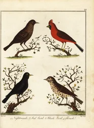 Singvögel: Nachtigall, Rotkehlchen, Amsel und Drossel. 1792 (Gravur)