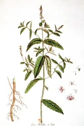Grüne Minze