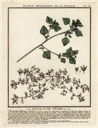 Stinkende Gänsefuß, Chenopodium vulvaria