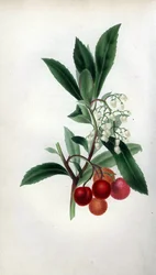 Erdbeerbaum mit Blüten und Früchten, Arbutus unedo. Handkolorierte botanische Illustration von Mrs. Rebecca Hey aus ihrem eigenen Buch Spirit of the Woods, London, Longman, Rees