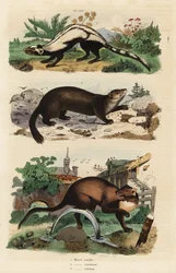 Gestreiftes Stinktier, Ictonyx striatus 1, Europäischer Baummarder, Martes martes 2 und Zobel, Martes zibellina 3