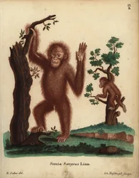 Sumatra-Orang-Utan, Pongo abelii. Kritisch bedroht. Simia satyrus Linn. Handkolorierte Kupferstichgravur von Johann Nussbiegel nach einer Illustration von R. Oakes aus Johann Christian Daniel Schrebers Tierillustrationen nach der Natur