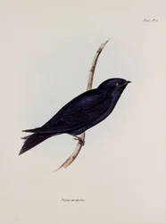 Schwalbe oder Segler, Südamerika, ca. 1832-1836