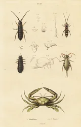 Schwimmkrabbe und Springschwänze