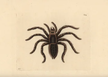 Tarantel-Wolfsspinne, Lycosa tarantula (Tarantelspinne, Aranea tarantula). Illustration gezeichnet und graviert von Richard Polydore Nodder. Handkolorierte Kupferstichgravur aus George Shaw und Frederick Nodders The Naturalist