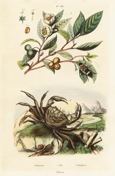 Tee, Käfer und Krabbe