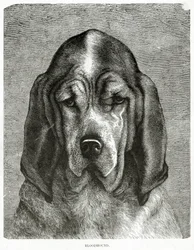 Der Bluthund. 1902 (Lithografie)