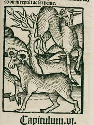 Der Elch