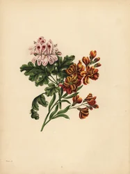 Das Helen-Geranium, Vorliebe; Die Garten-Wandblume, Treue im Unglück