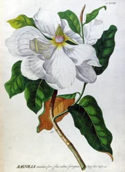 Die Magnolie