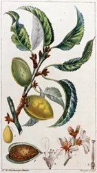 Der Mandelbaum, um 1801-1850 (Gravur)