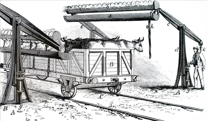 Das Gerät zum Tränken von Vieh während des Transports