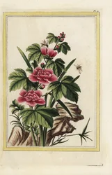 Der Purpurbaum hat fleischfarbene Blüten. Roseneibisch, Hibiscus syriacus. Handkolorierte Radierung aus Pierre Joseph Buchoz