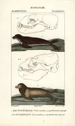 Der Seebär oder nördlicher Pelzrobbe und der Seelöwe