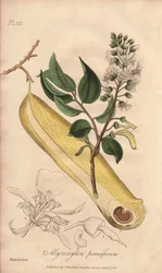 Fieberbaum (Myroxylon peruiferum) - Illustration aus „Medical Botanical, Description of the Medicinal Plants of London, Edinburgh and Dublin“ von John Stephenson und James Morss Churchill