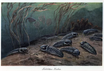 Trilobiten (drei Lappen), fossile marine Gliederfüßer der Familie Trilobia, die während des Paläozoikums (Primärzeit) vom Kambrium bis zum Perm lebten. Farbige Illustration von Heinrich Harder (1858-1935) in „Tiere der Urwelt“, Text
